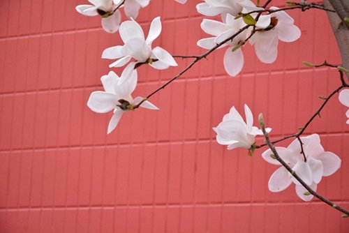 050021 冀ICP备200173